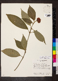 Psychotria poeppigiana image