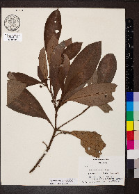 Psychotria psychotriifolia image