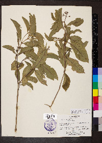 Psychotria pubescens image