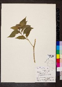 Psychotria pubescens image