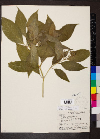 Psychotria pubescens image