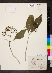 Psychotria pubescens image