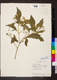 Psychotria pubescens image