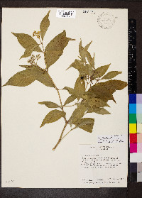 Psychotria pubescens image
