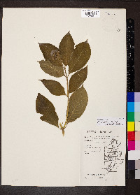 Psychotria pubescens image