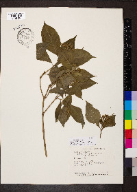 Psychotria pubescens image