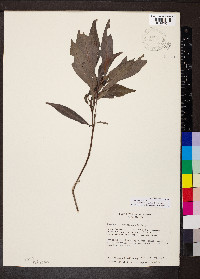 Psychotria tenuifolia image