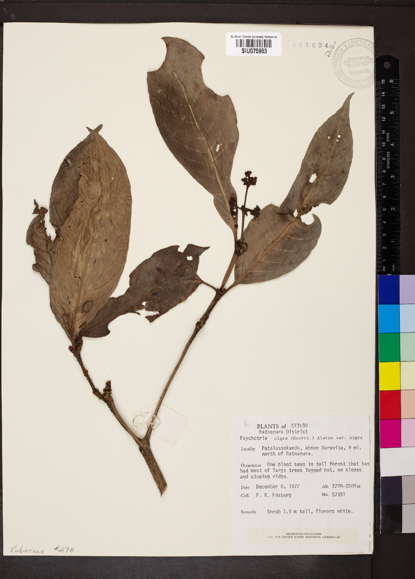 Psychotria nigra var. nigra image