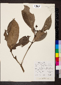 Psychotria nigra image