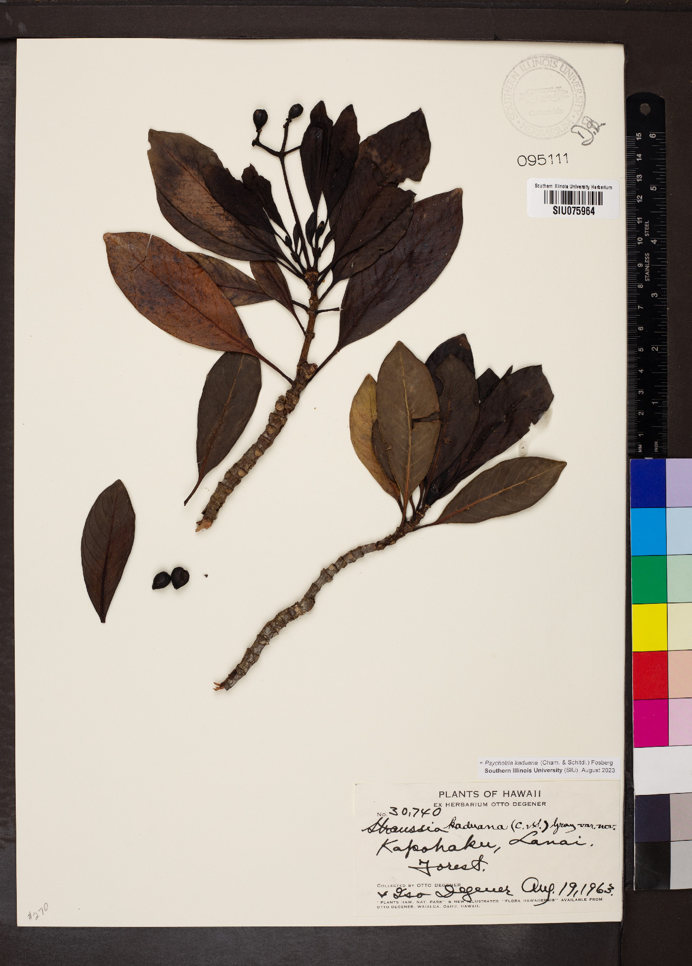 Psychotria kaduana image
