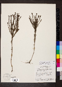 Psyllocarpus laricoides image
