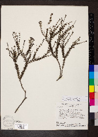 Psyllocarpus laricoides image