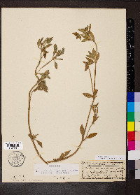 Richardia scabra image