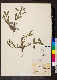 Richardia scabra image