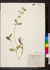 Richardia scabra image