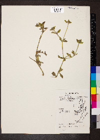 Richardsonia scabra image