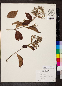 Media resource of Rondeletia hameliifolia