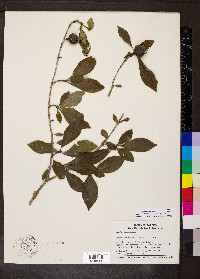 Rosenbergiodendron formosum image