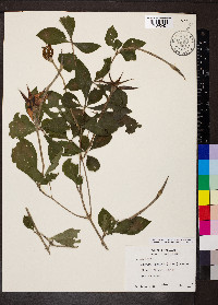 Rosenbergiodendron formosum image