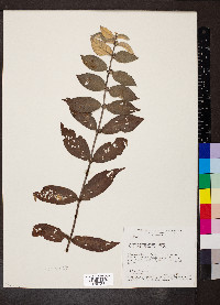 Sabicea brasiliensis image