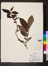 Sabicea villosa image