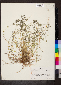 Sherardia arvensis image