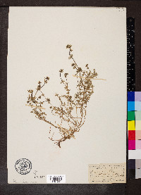 Sherardia arvensis image