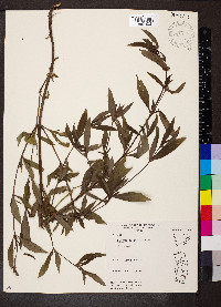 Spermacoce glabra image