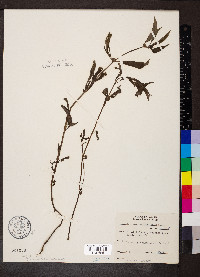 Spermacoce glabra image