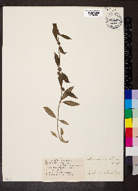 Spermacoce glabra image