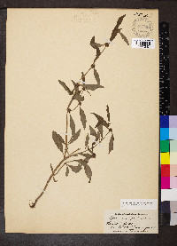 Spermacoce glabra image