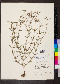 Spermacoce ovalifolia image