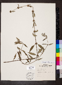 Spermacoce ocymoides image