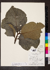 Tocoyena formosa image