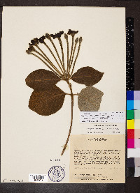Tocoyena formosa image