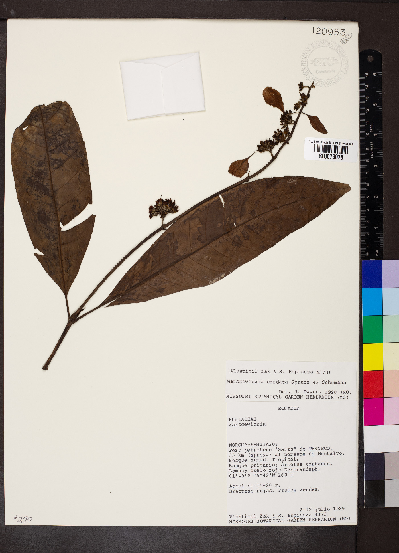 Warszewiczia cordata image