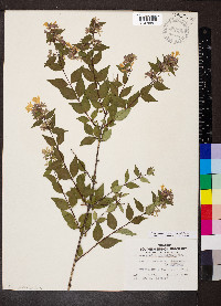 Abelia × grandiflora image