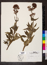 Centranthus ruber image