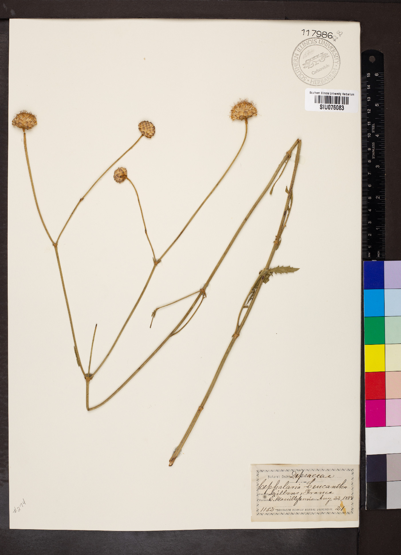 Cephalaria leucantha image