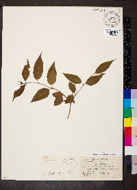 Diervilla lonicera image