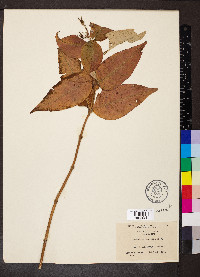 Diervilla lonicera image