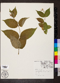 Diervilla lonicera image