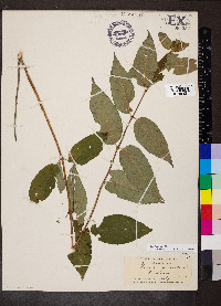 Diervilla lonicera image