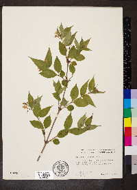 Diervilla lonicera image