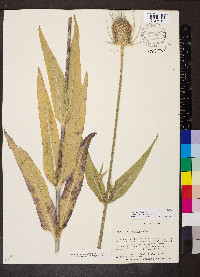 Dipsacus fullonum image