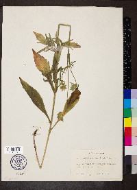 Knautia arvensis image