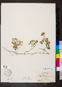 Linnaea borealis image