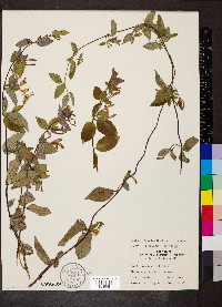 Lonicera japonica var. japonica image