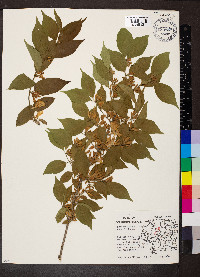 Lonicera maackii image