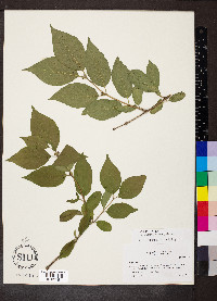 Lonicera maackii image